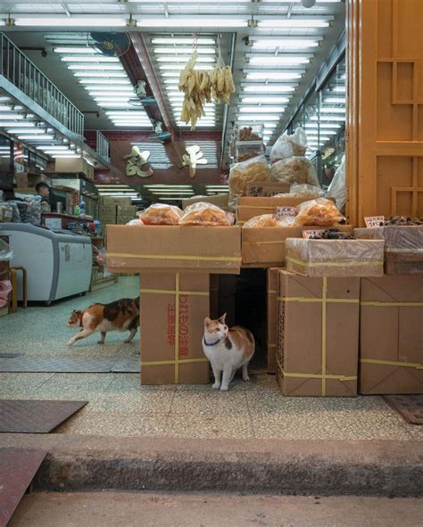 黑貓會|香港群貓會 Cat Society Hong Kong